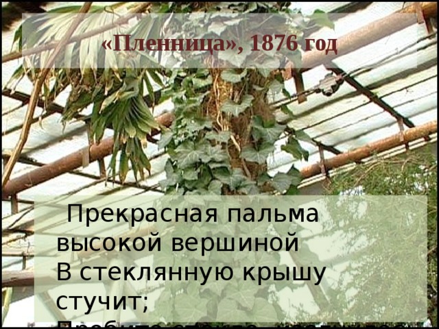 «Пленница», 1876 год  Прекрасная пальма высокой вершиной  В стеклянную крышу стучит;  Пробито стекло, изогнулось железо,  И путь на свободу открыт… 