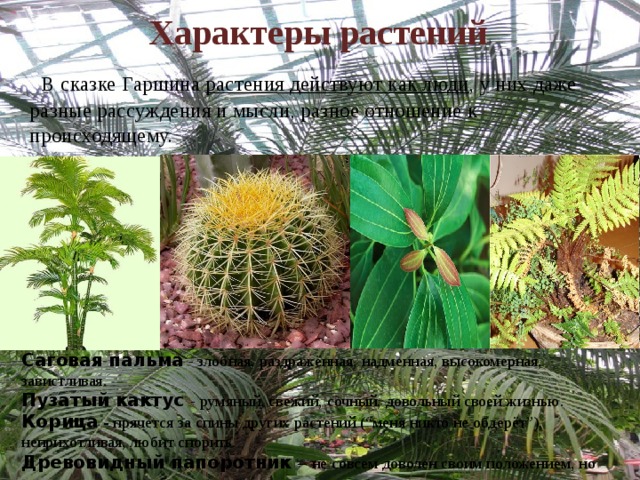 Attalea princeps презентация 5 класс