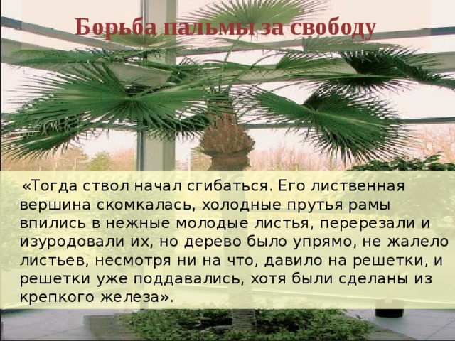 Борьба пальмы за свободу  «Тогда ствол начал сгибаться. Его лиственная вершина скомкалась, холодные прутья рамы впились в нежные молодые листья, перерезали и изуродовали их, но дерево было упрямо, не жалело листьев, несмотря ни на что, давило на решетки, и решетки уже поддавались, хотя были сделаны из крепкого железа». 