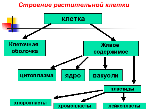 Составьте схему клетки живых организмов