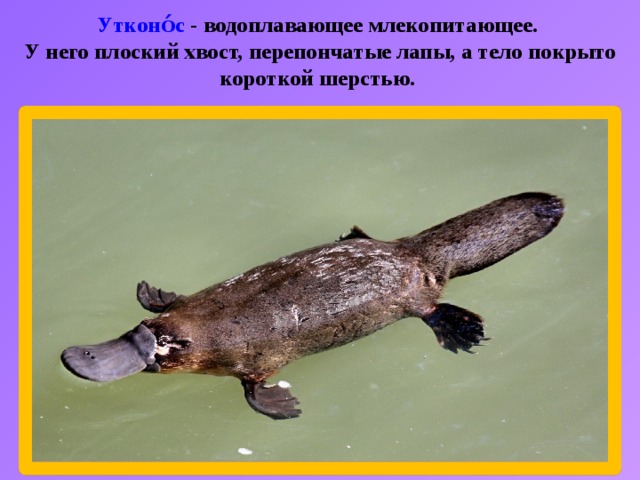 Утконо́с - водоплавающее млекопитающее.  У него плоский хвост, перепончатые лапы, а тело покрыто короткой шерстью. 