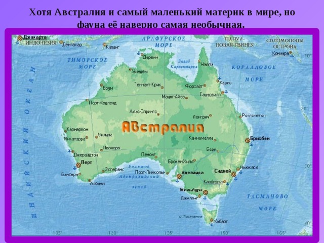 Хотя Австралия и самый маленький материк в мире, но фауна её наверно самая необычная. 