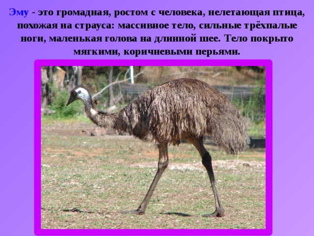 Эму - это громадная, ростом с человека, нелетающая птица, похожая на страуса: массивное тело, сильные трёхпалые ноги, маленькая голова на длинной шее.  Тело покрыто мягкими, коричневыми перьями. 