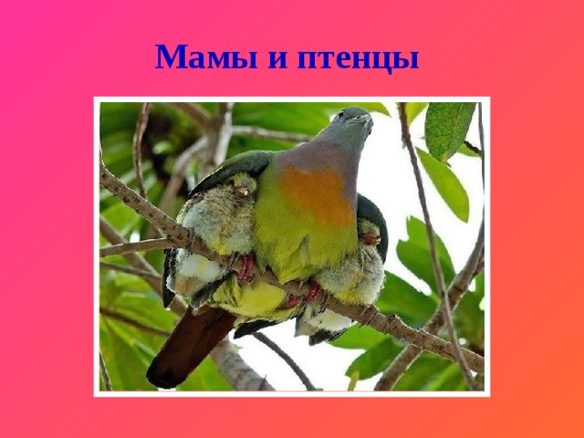 Мамы и птенцы 