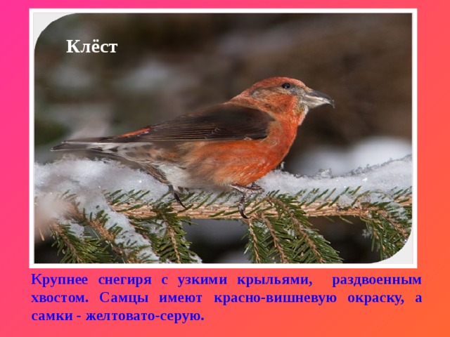 Клёст Крупнее снегиря с узкими крыльями, раздвоенным хвостом. Самцы имеют красно-вишневую окраску, а самки - желтовато-серую. 