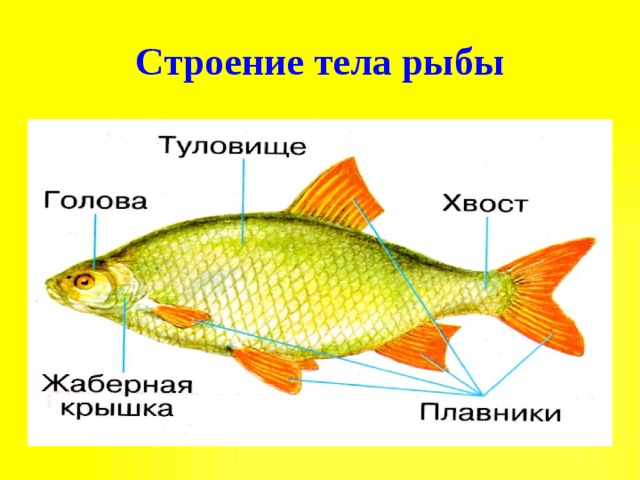 Какое тело у рыб. Тело рыбы. Строение тела рыбы 1 класс окружающий мир. Форма тела рыб. Рыбы строение наглядность для детей.