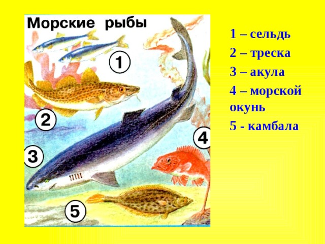 На рисунке изображены треска и окунь длина окуня 20 см какова примерная длина трески ответ