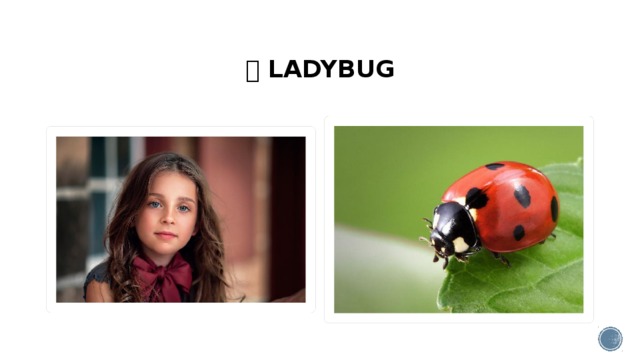   LADYBUG
