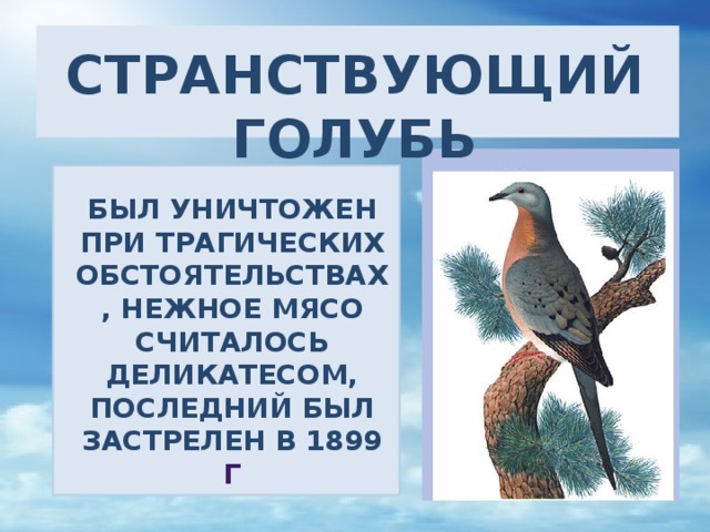 Странствующий голубь презентация