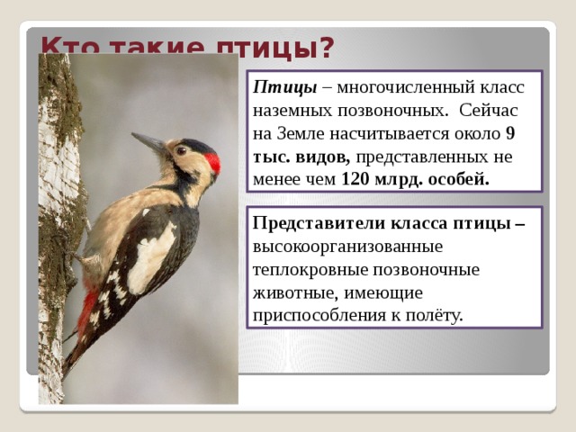 Кто такие птицы? Птицы – многочисленный класс наземных позвоночных. Сейчас на Земле насчитывается около 9 тыс. видов, представленных не менее чем 120 млрд. особей. Представители класса птицы – высокоорганизованные теплокровные позвоночные животные, имеющие приспособления к полёту. 