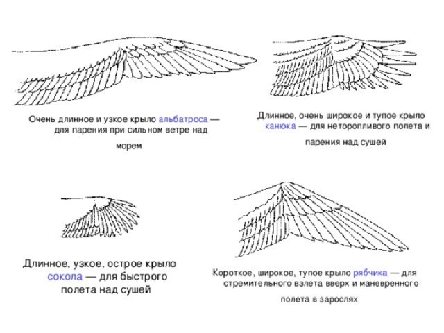 Виды крыльев. Крылья хищных птиц строение. Размах крыла орла схема. Размах крыла птицы схема. Ястреб цвет крыла снизу.