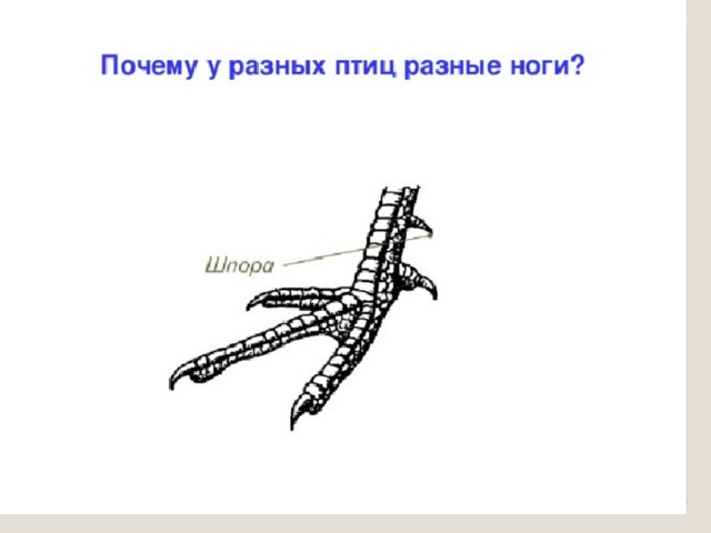 На рисунке показаны кости конечностей птицы человека динозавра и кита какое из следующих утверждений