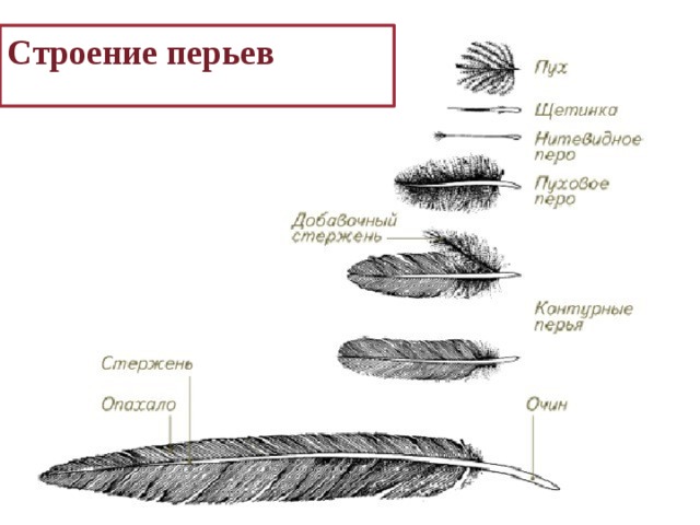 Строение перьев 