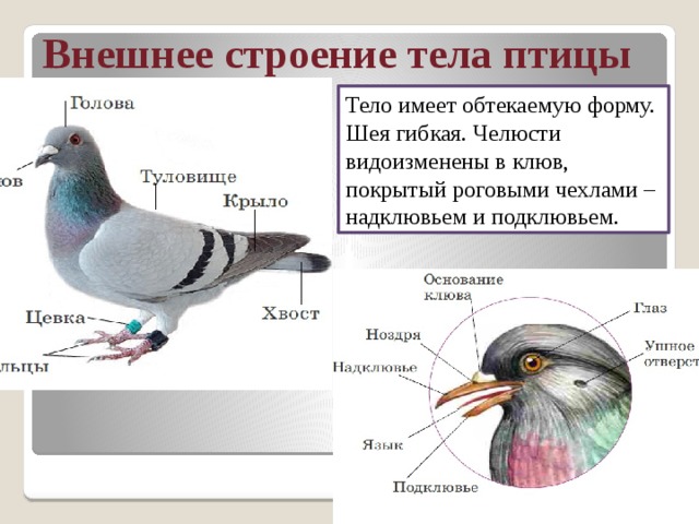 Форма и размеры головы птицы. Строение птицы. Внешнее строение птиц. Форма тела птиц. Схема внешнего строения птицы.
