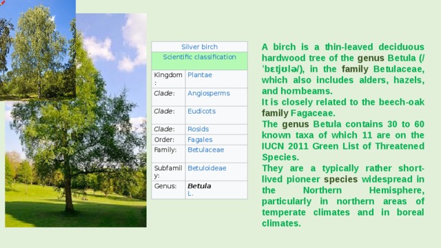 A birch is a thin-leaved deciduous hardwood tree of the genus Betula (/ˈbɛtjʊlə/), in the family Betulaceae, which also includes alders, hazels, and hornbeams. It is closely related to the beech-oak family Fagaceae. The genus Betula contains 30 to 60 known taxa of which 11 are on the IUCN 2011 Green List of Threatened Species. They are a typically rather short-lived pioneer species widespread in the Northern Hemisphere, particularly in northern areas of temperate climates and in boreal climates. Kingdom: Clade : Clade : Clade : Order: Family: Subfamily: Genus: Betula  L. 