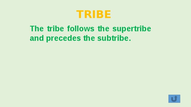 TRIBE The tribe follows the supertribe and precedes the subtribe. 