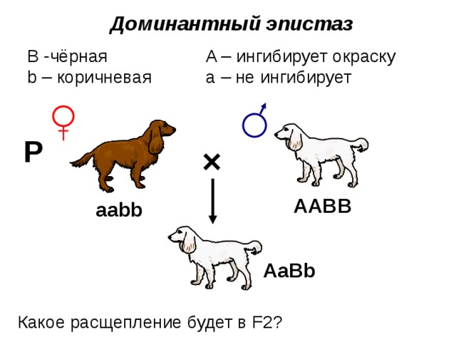 Доминантный эпистаз B -чёрная A – ингибирует окраску b – коричневая а – не ингибирует   Р × AABB aabb AaBb Какое расщепление будет в F2? 9 