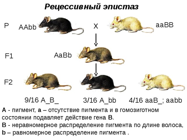 Доминантные признаки мыши. Рецессивный эпистаз примеры. Рецессивный эпистаз у мышей. Эпистаз схема скрещивания. Эпистаз генетика.