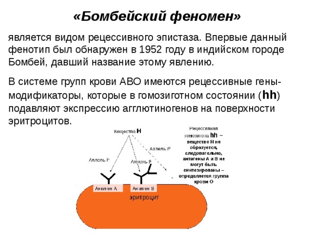 «Бомбейский феномен» является видом рецессивного эпистаза. Впервые данный фенотип был обнаружен в 1952 году в индийском городе Бомбей, давший название этому явлению. В системе групп крови АВО имеются рецессивные гены-модификаторы, которые в гомозиготном состоянии ( hh ) подавляют экспрессию агглютиногенов на поверхности эритроцитов. 