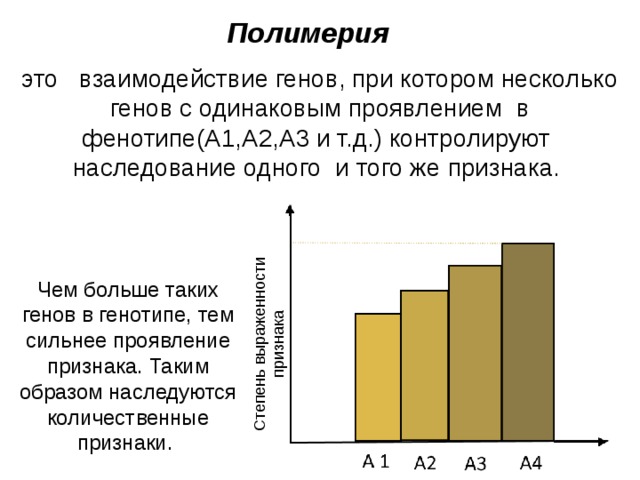 Степень выраженности признака Полимерия это  взаимодействие генов, при котором несколько генов с одинаковым проявлением в фенотипе(А1,А2,А3 и т.д.) контролируют наследование одного и того же признака. Чем больше таких генов в генотипе, тем сильнее проявление признака. Таким образом наследуются количественные признаки. 20 