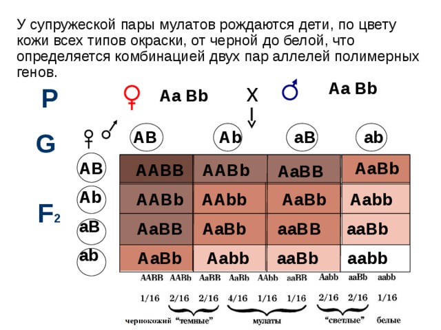 У супружеской пары мулатов рождаются дети, по цвету кожи всех типов окраски, от черной до белой, что определяется комбинацией двух пар аллелей полимерных генов. Аа Bb х Р Аа Bb        G AB Ab aB ab    AaBb   AB  Ab aB ab AABB AABb AaBB     AaBb  Aabb AABb AAbb F 2     aaBb AaBb aaBB AаBB  Aabb   aabb aaBb  AaBb  
