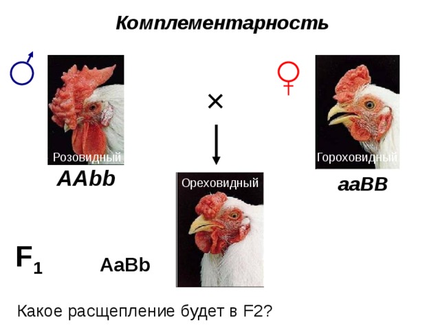 Комплементарность   × Розовидный Гороховидный AAbb aaBB Ореховидный F 1 AaBb Какое расщепление будет в F2? 6 