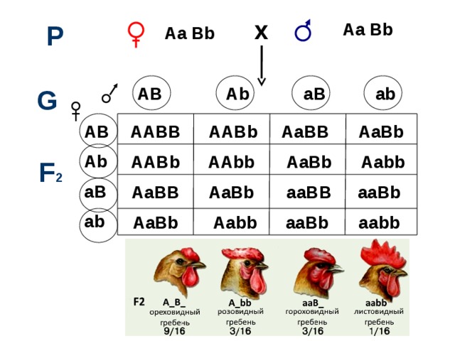 Схема aabb x aabb