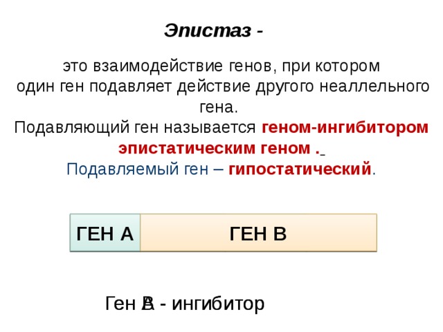 Эпистаз - это взаимодействие генов, при котором  один ген подавляет действие другого неаллельного гена. Подавляющий ген называется геном-ингибитором эпистатическим геном .  Подавляемый ген – гипостатический . ГЕН А ГЕН В ГЕН А ГЕН В ГЕН А ГЕН В Ген А - ингибитор Ген В - ингибитор 9 