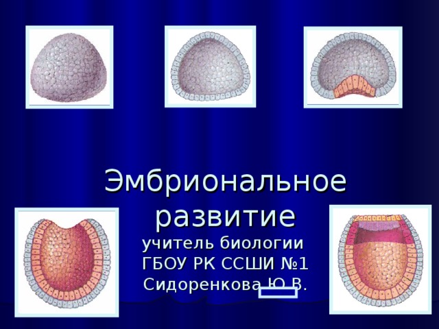 Презентация по биологии эмбриональное развитие организма