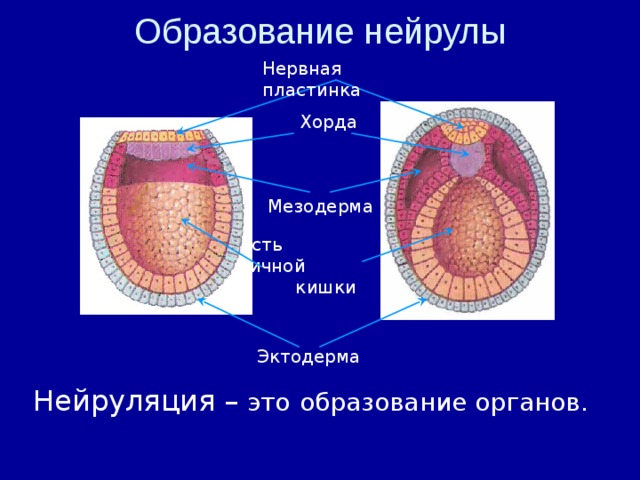 Мезодерма эктодерма энтодерма рисунок