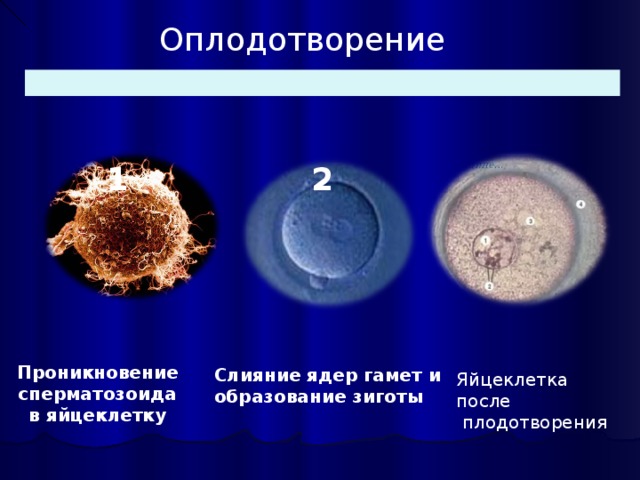 Для успешного слияния гамет и образования. Слияние гамет и образование зиготы. Оплодотворение яйцеклетки. Яйцеклетка невооруженным глазом. Ядро яйцеклетки.