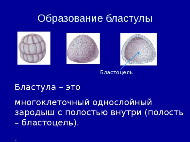 Многоклеточный двухслойный зародыш. Бластула и бластоцель. Образование бластулы. Формирование бластулы. Полость внутри бластулы.