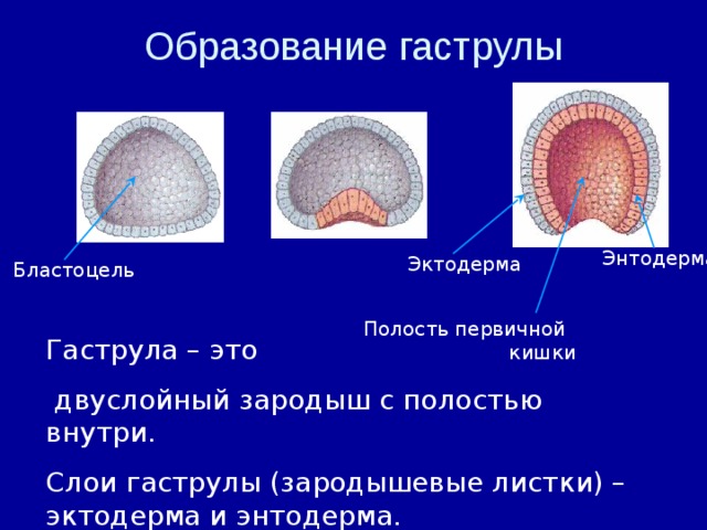 Используя рисунок 37 объясните что означают понятия бластула гаструла и нейрула