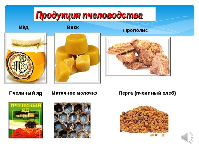 Продукция пчеловодства Мёд Воск Прополис Пчелиный яд Маточное молочко Перга (пчелиный хлеб)