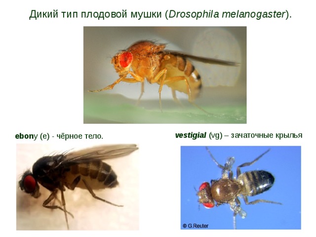 Дикий тип плодовой мушки ( Drosophila melanogaster ). vestigial  (vg) – зачаточные крылья ebon y (e) - чёрное тело. 