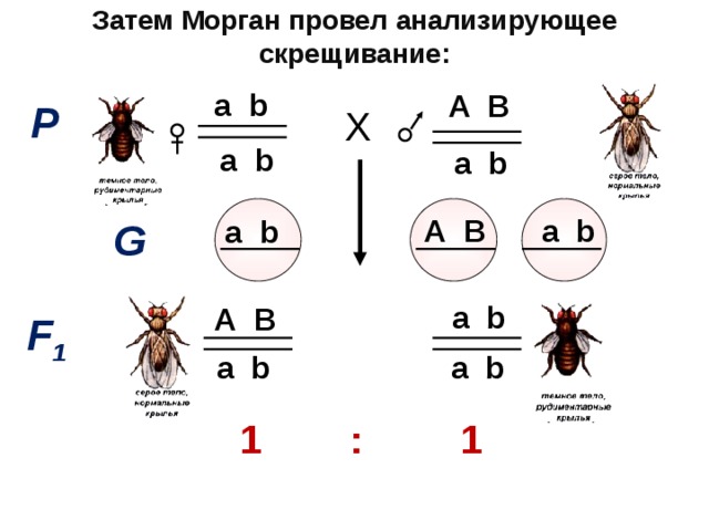 Затем Морган провел анализирующее скрещивание: а b А В Р Х а b а b А В а b а b G а b А В F 1 а b а b 1 : 1 