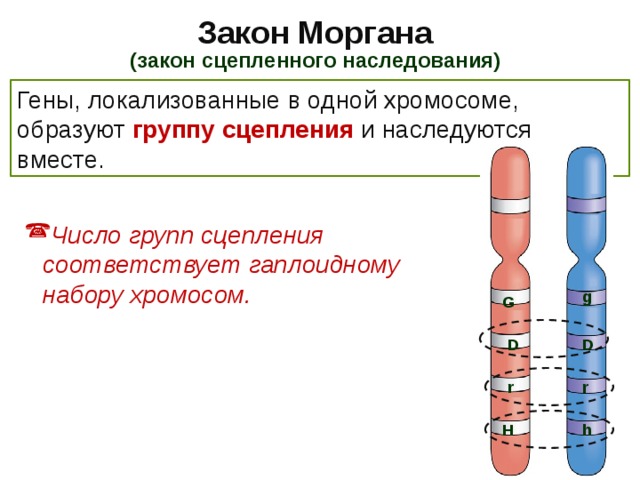 Закон Моргана (закон сцепленного наследования) Гены, локализованные в одной хромосоме, образуют группу сцепления и наследуются вместе.  Число групп сцепления соответствует гаплоидному набору хромосом. g G D D r r h H 