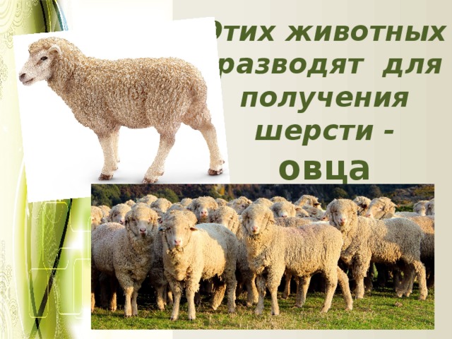 Этих животных разводят для получения шерсти -  овца   