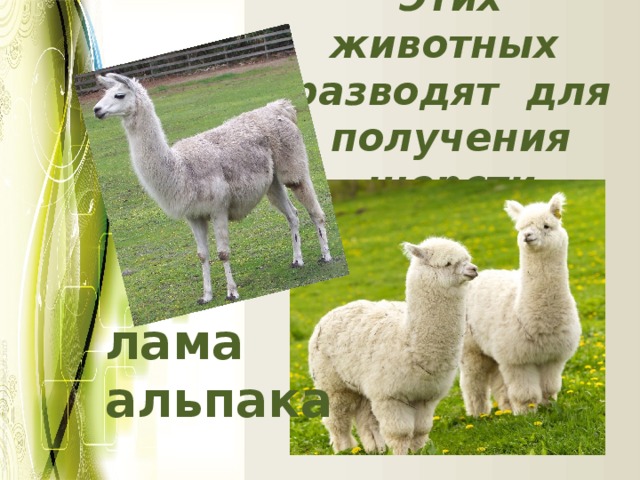 Этих животных разводят для получения шерсти лама альпака 