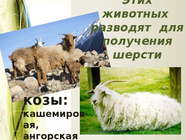 Этих животных разводят для получения шерсти козы: кашемировая, ангорская 