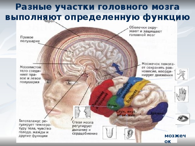Разные участки головного мозга выполняют определенную функцию мозжечок 