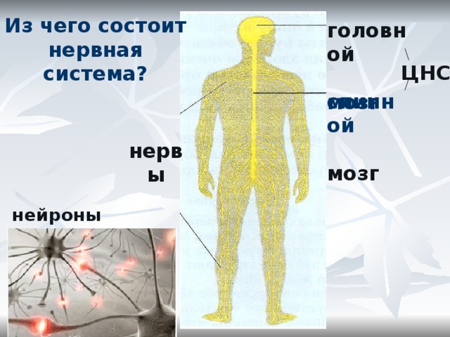 Из чего состоит нервная. Из чего состоит мозг и нервная система. Урок окружающего из чего состоит нервная система. Из чего состоит нерв. Из чего состоит нервная система 3 класс окружающий мир.