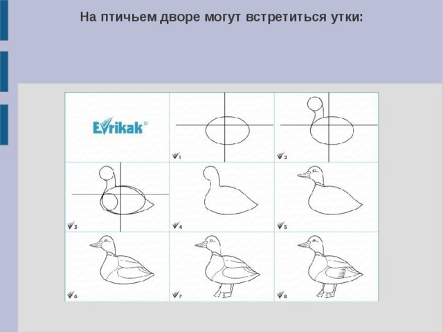 На птичьем дворе могут встретиться утки: 