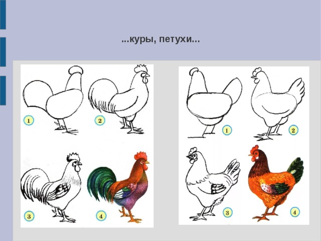 Презентация рисуем петуха