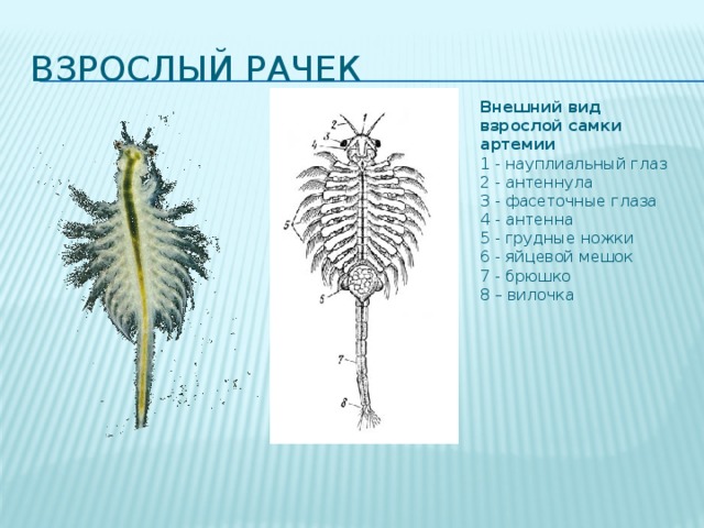 Артемия салина рисунок