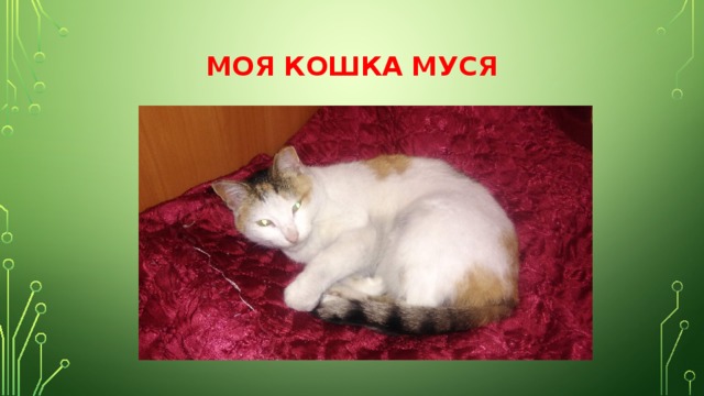 Моя любимая кошка