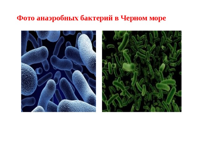 Фото анаэробных бактерий в Черном море    