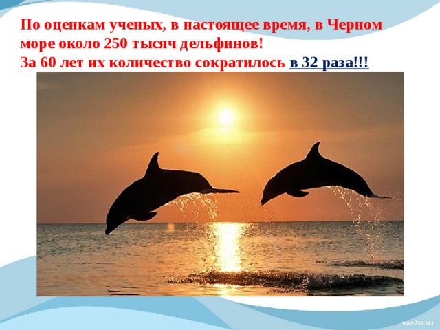 По оценкам ученых, в настоящее время, в Черном море около 250 тысяч дельфинов!  За 60 лет их количество сократилось в 32 раза!!! 