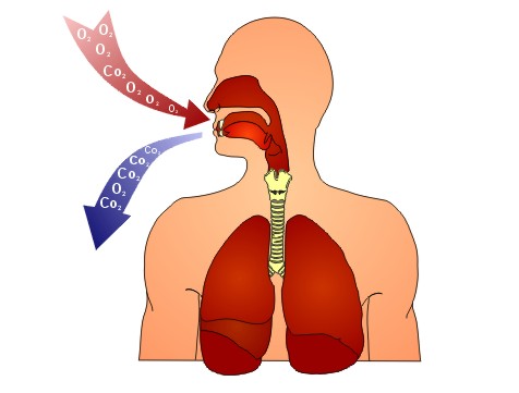 Внешнее дыхание картинка