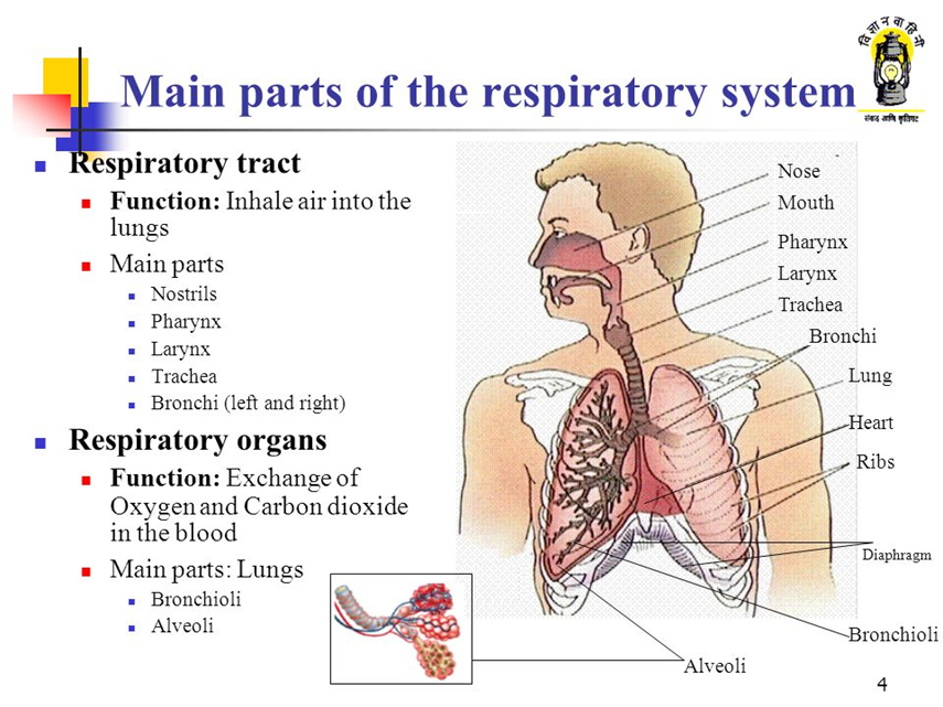 Дыхательная система на англ. Дыхательные органы на английском. Строение дыхательной системы на английском. Дыхаткельнясистема на английском. Дыхание латынь термин